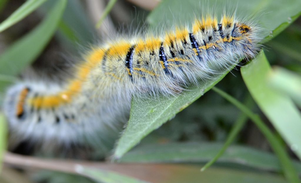 Bruco da identificare - Lasiocampa (Pachygastria) trifolii